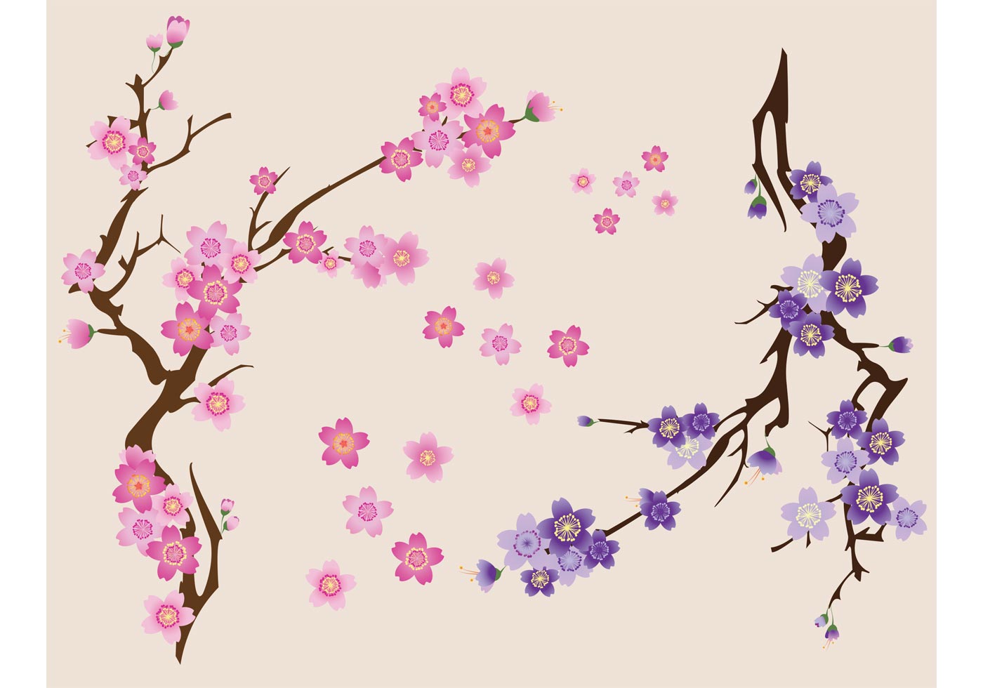 Download Free Cherry Blossoms Vector
