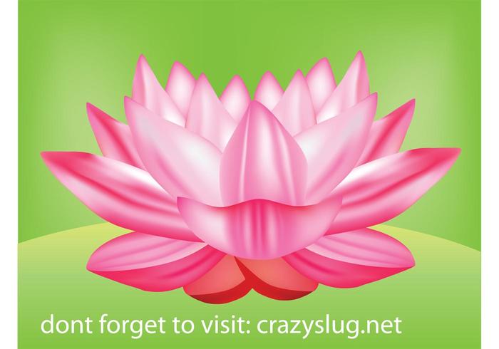 Flower Vector - Lotus Flower Flower Vector - Lotus Flower