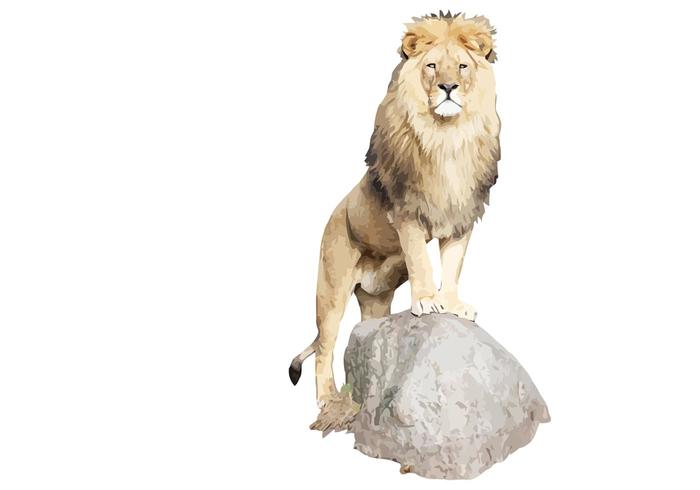 Lion Vector Lion Vector