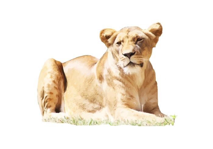 Female Lion Vector Female Lion Vector
