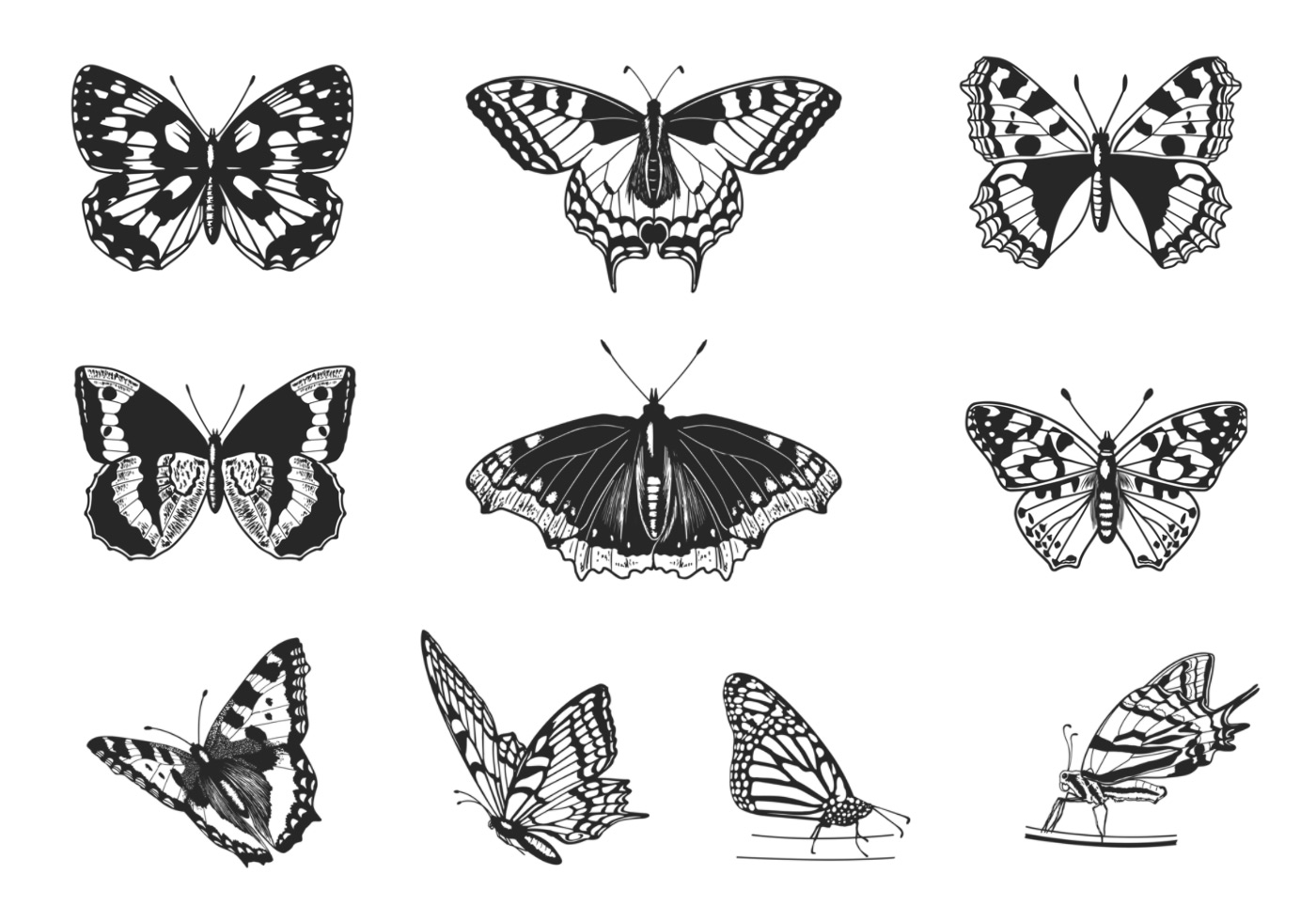 Download Butterfly Vector Pack - Download Free Vectors, Clipart ...
