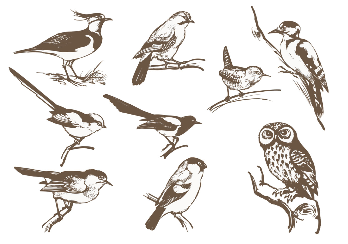 Download Etched Bird Vector Pack - Download Free Vectors, Clipart Graphics & Vector Art