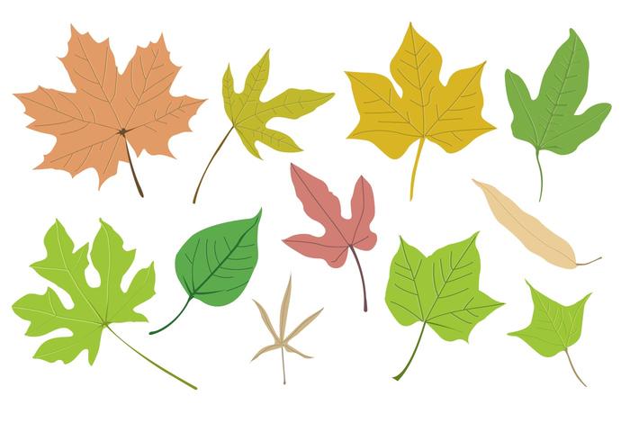 Vector Leaf Collection Vector Leaf Collection