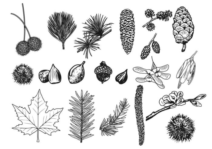 Things in the Forest Vector Pack 