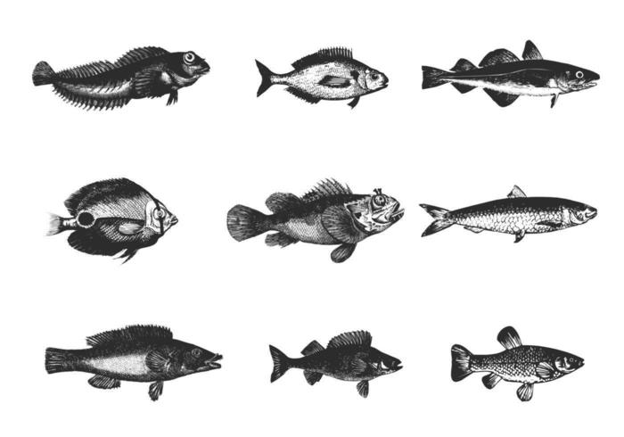 Pack de vectores de pescado grabado