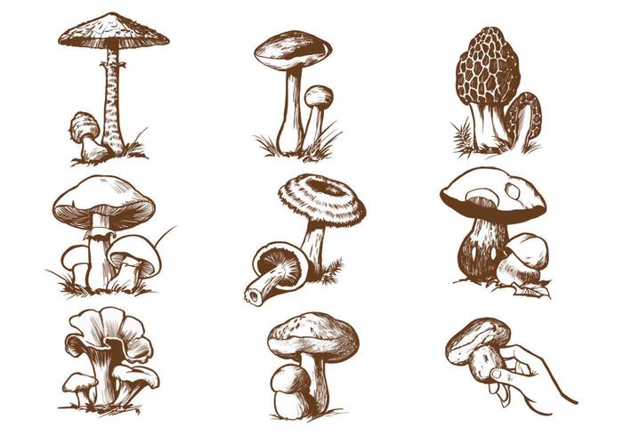 Hand Drawn Mushroom Vector Pack