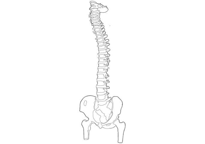Spine Vector Spine Vector