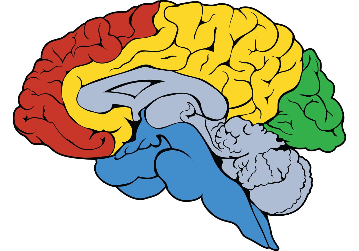 Brain Vector | Free Vector Art at Vecteezy!