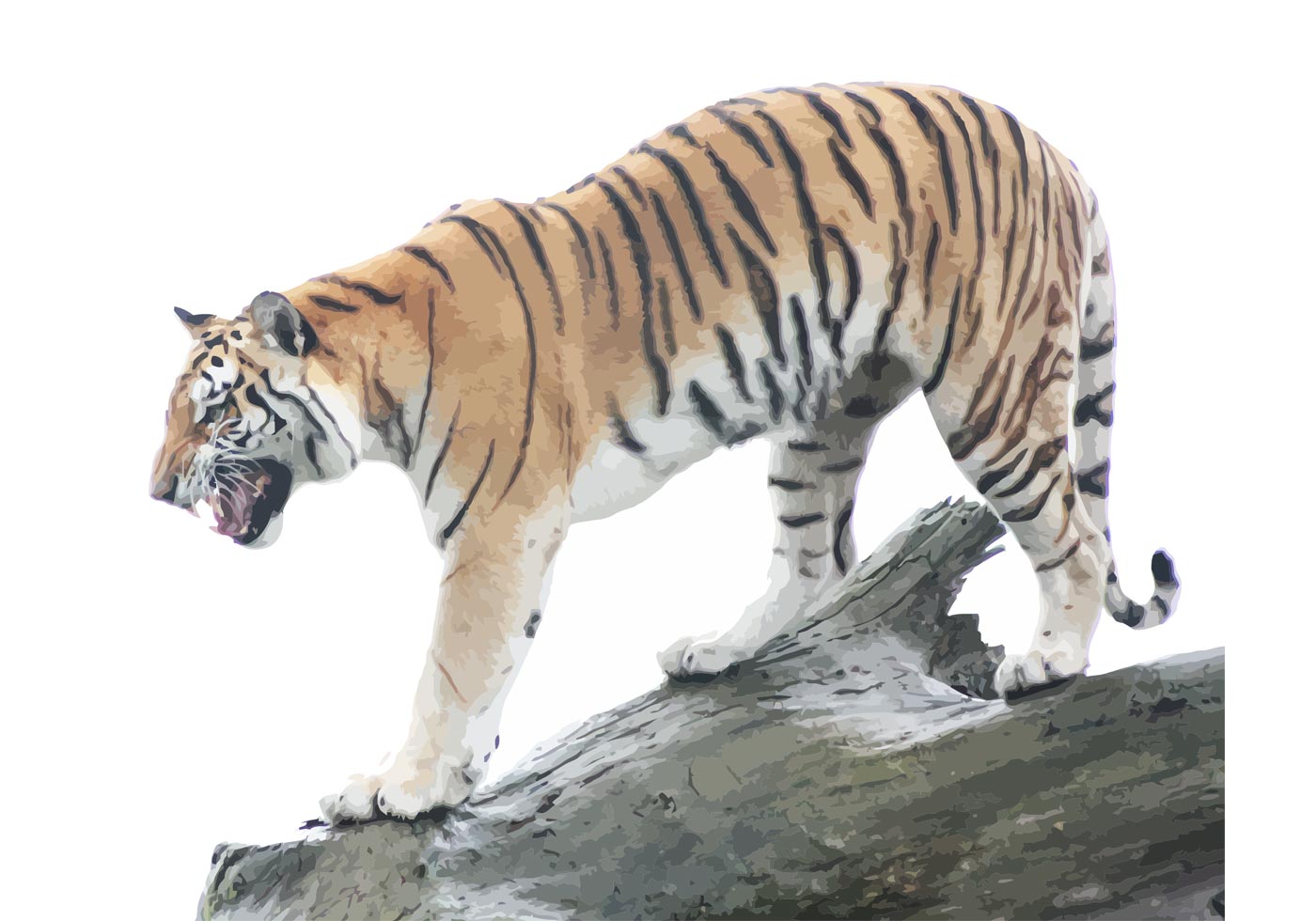 Download Tiger Vector | Free Vector Art at Vecteezy!