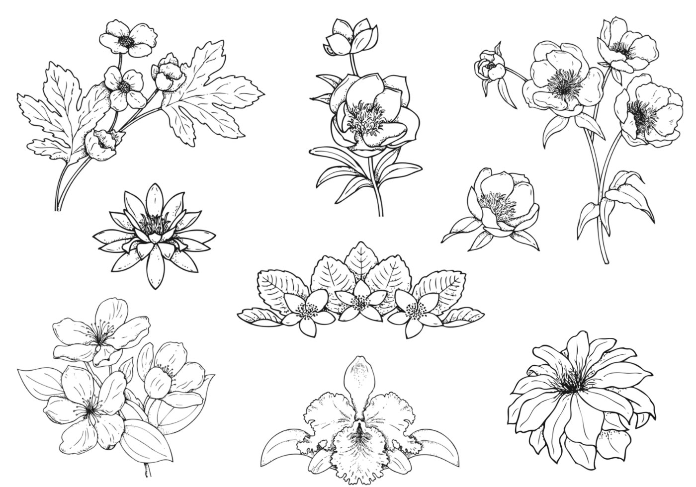 Hand Drawn Flower Vector Pack 56858 Vector Art at Vecteezy