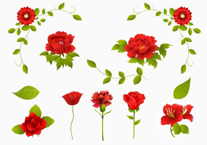 Rojo, rosa, clavel, flor, vector, paquete vector