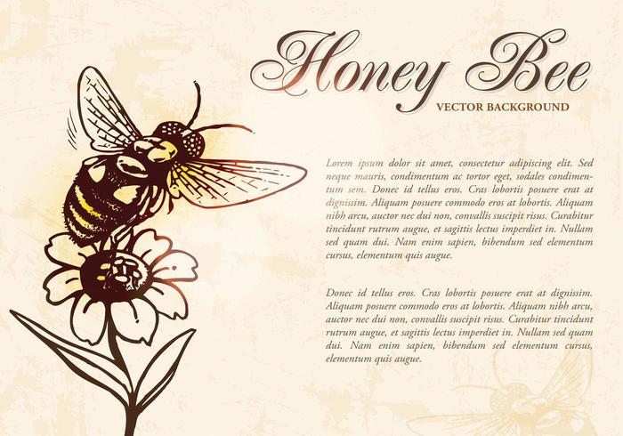 Honey Bee Background Vector