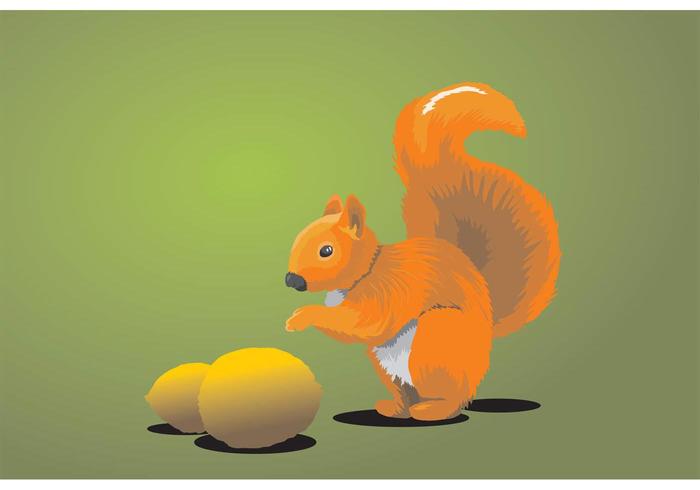 Squirrel Squirrel