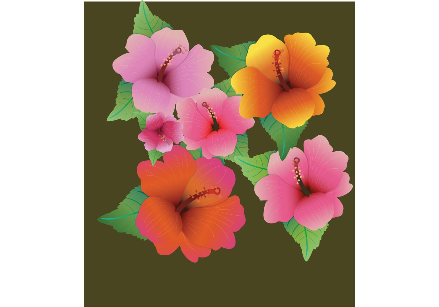 Hibiscus Flower Vector - Hibiscus Flowers Stock Illustration 