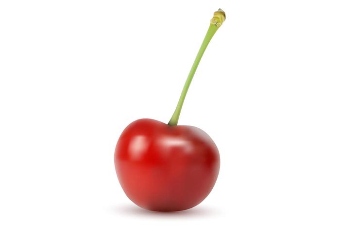 Vector Cherry Vector Cherry