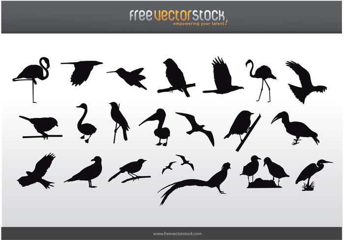 Collection of Birds Silhouettes Collection of Birds Silhouettes