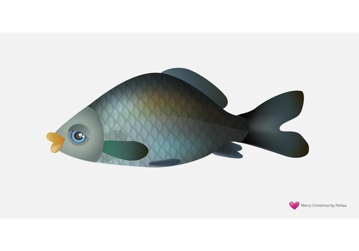 Vector Fish - Carp Vector Fish - Carp