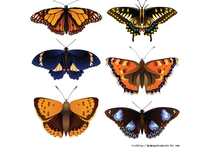 Butterfly Vector Butterfly Vector