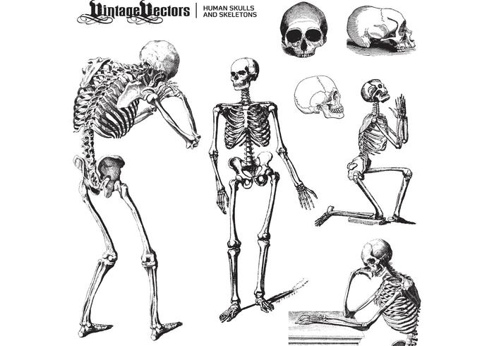 Human Skulls and Skeletons Human Skulls and Skeletons