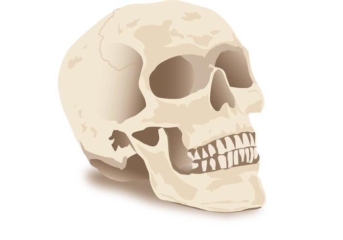 Halloween Skull Vector Halloween Skull Vector
