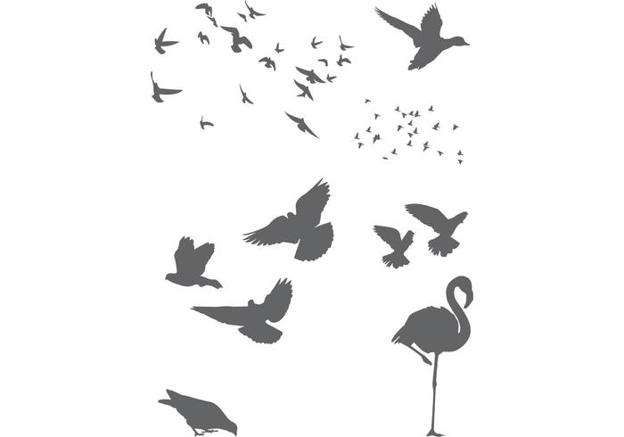 Free Vector Birds Free Vector Birds