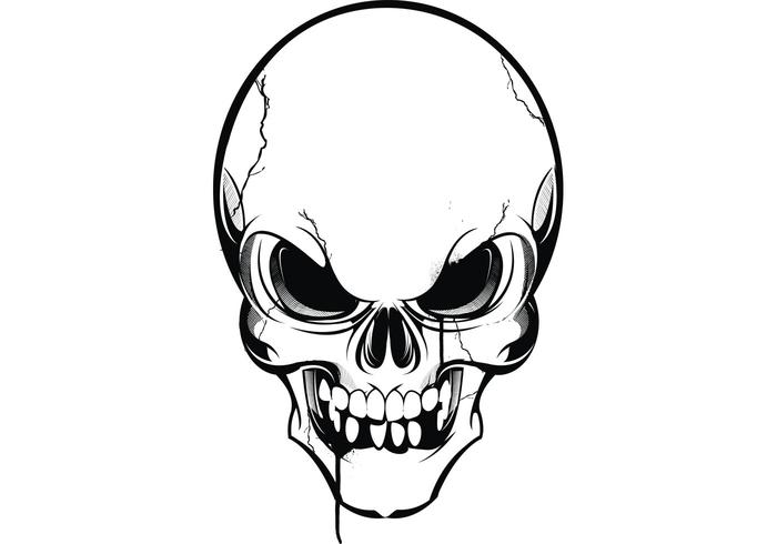 Skull Vector Skull Vector