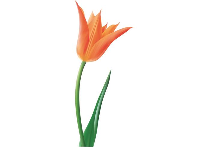 Tulip Vector Flower Tulip Vector Flower