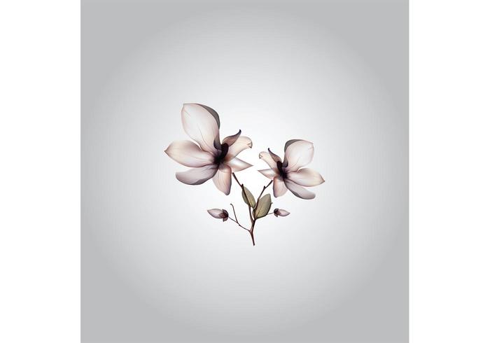 Orchid Flower Vector Orchid Flower Vector