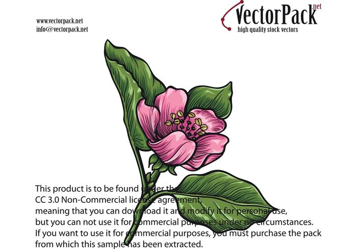 Free Hand-Drawn Qunice Vector Flower Free Hand-Drawn Qunice Vector Flower