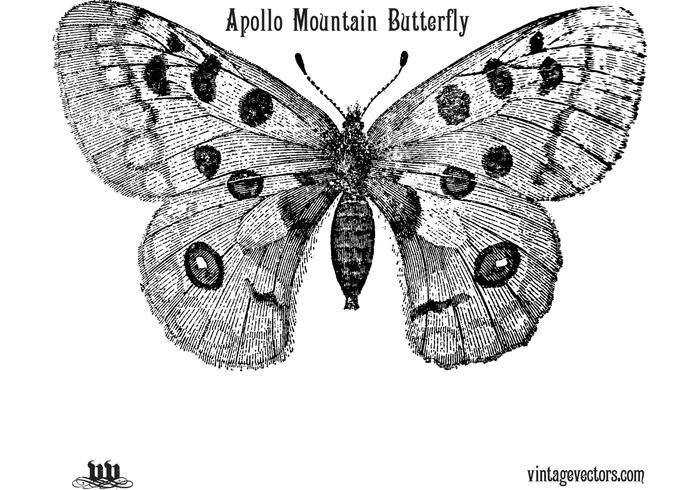 Butterfly Vector Graphic Butterfly Vector Graphic