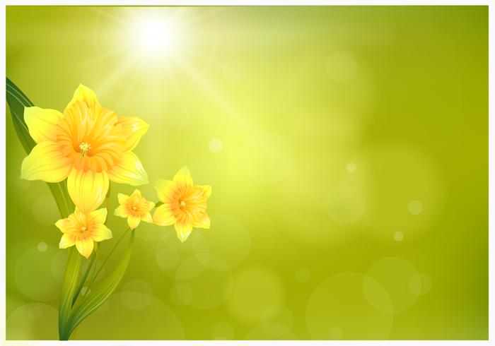 Daffodil Background Vector