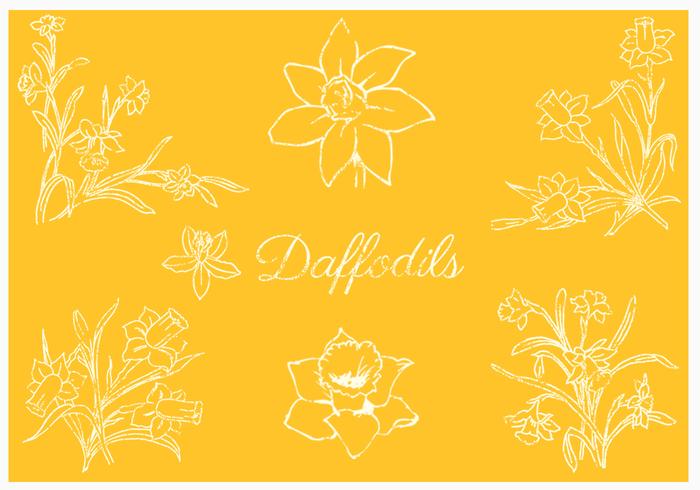 Daffodil Vector Pack