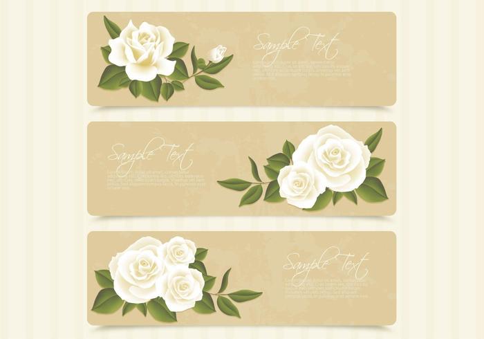 Conjunto de vectores de banner de rosas blancas retro