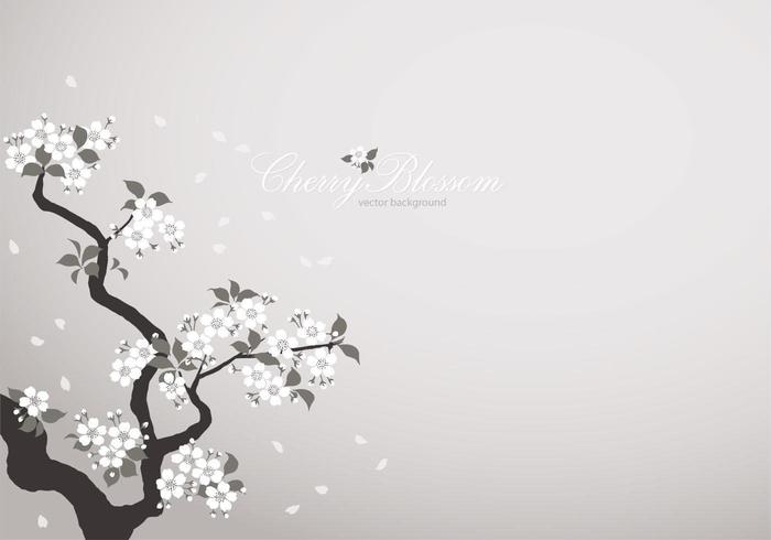 White Cherry Blossom Background Vector