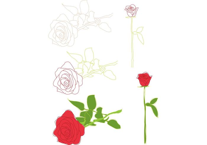 Roses Illustrations