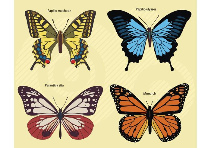Butterflies Footage Butterflies Footage