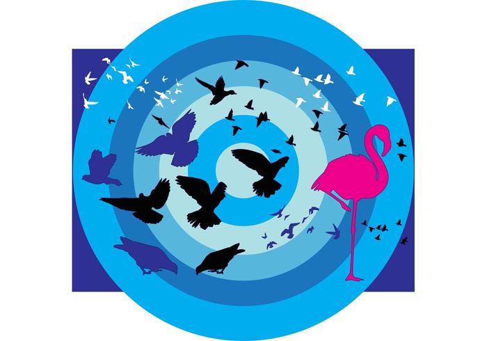 Birds Collection Birds Collection