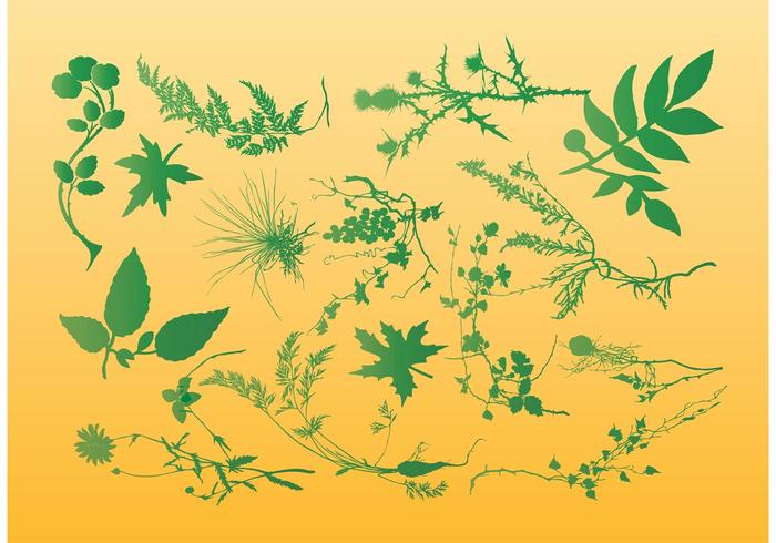 Plants Vector Graphics Plants Vector Graphics