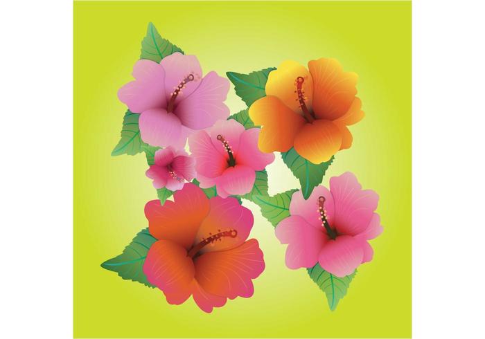 Hibiscus Vectors Hibiscus Vectors