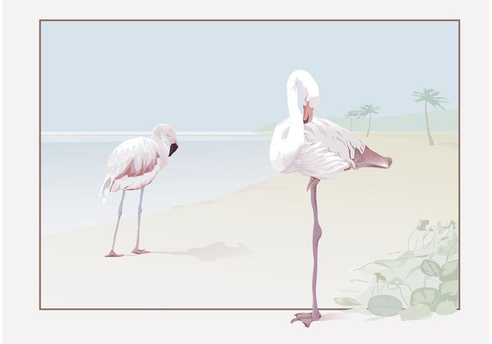 Flamingo Vector Flamingo Vector