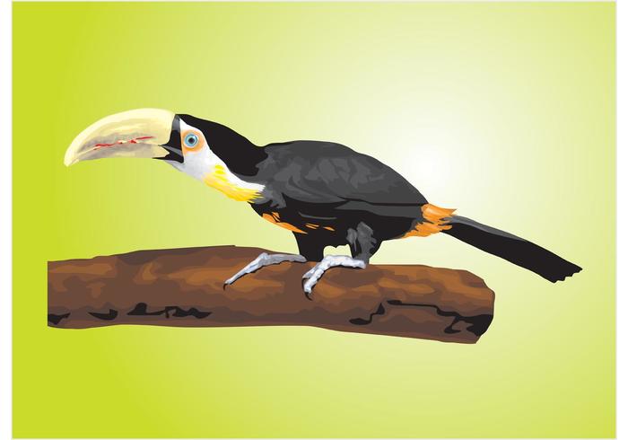 Toucan Vector Toucan Vector