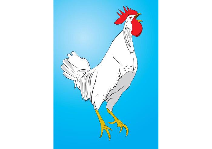 Chicken Vector Chicken Vector