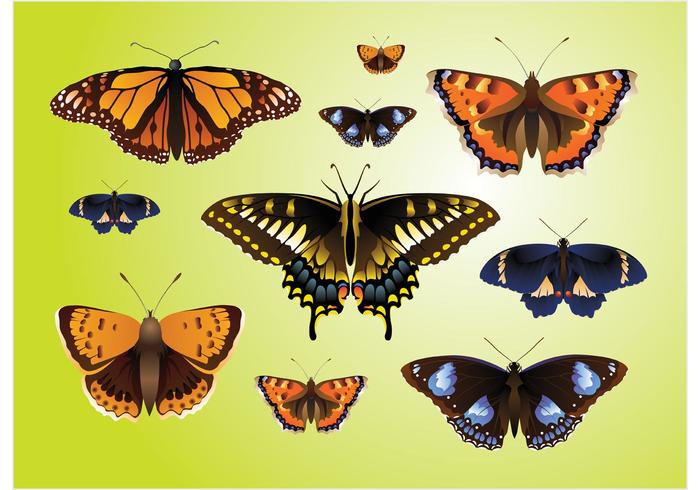 Realistic Butterfly Vectors Realistic Butterfly Vectors