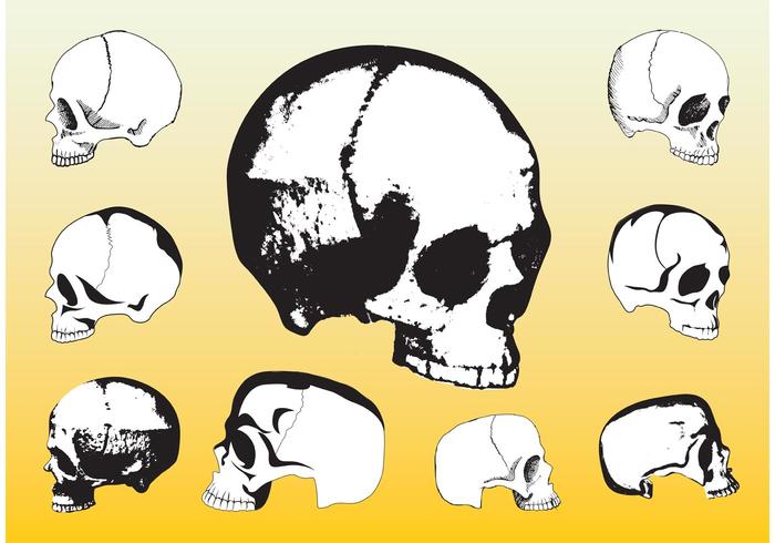 Free Skulls Vector Packs Free Skulls Vector Packs