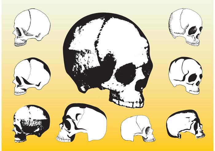 skull clipart free download - photo #39