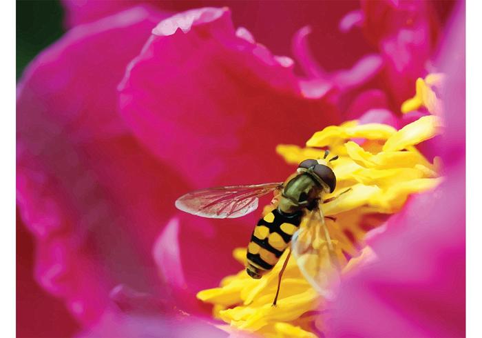 Honey Bee Vector Honey Bee Vector