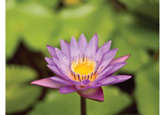 Purple Lily Purple Lily