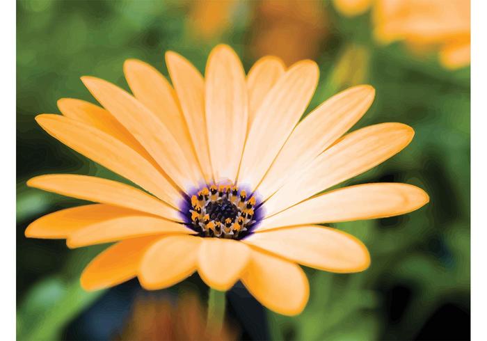 Orange Flower Orange Flower