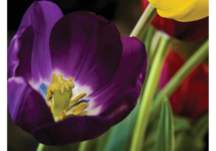 Tulips Wallpaper Tulips Wallpaper