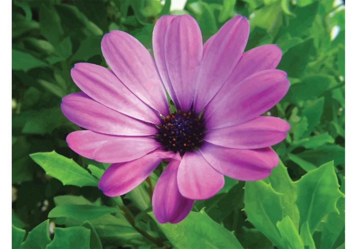 Spring Flower Spring Flower